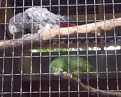 [Papageien, 05.06.2006]