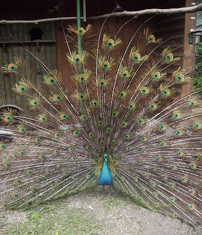 [Pfau, 05.06.2006]