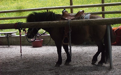 [Pony, 05.06.2006]