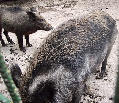 [Wildschweine, 05.06.2006]